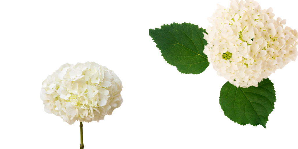White Hydrangea Flowers