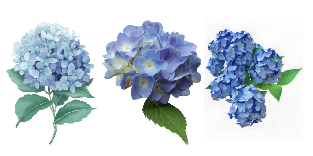 Blue Hydrangea Flowers