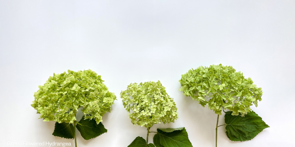 Green Flowered Hydrangea