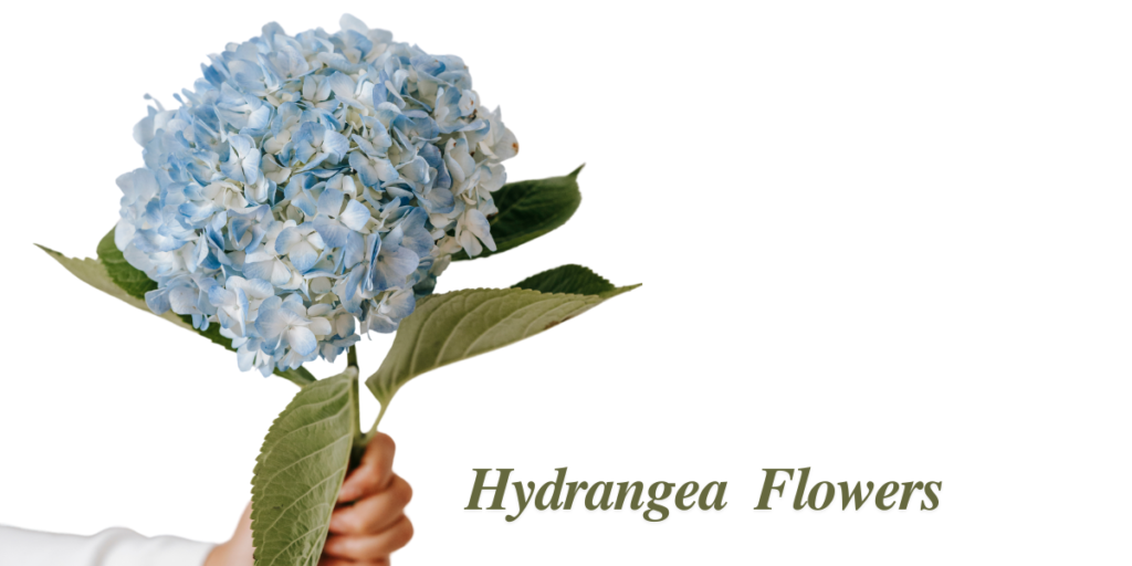 Hydrangea Flowers