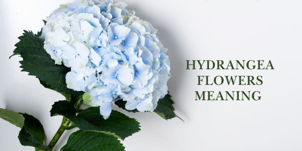 Hydrangea Flowers Meaning
