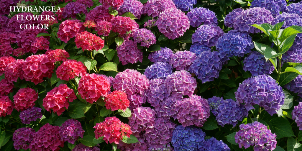 Hydrangea Flowers color