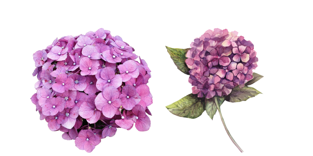 Purple Hydrangea Flowers