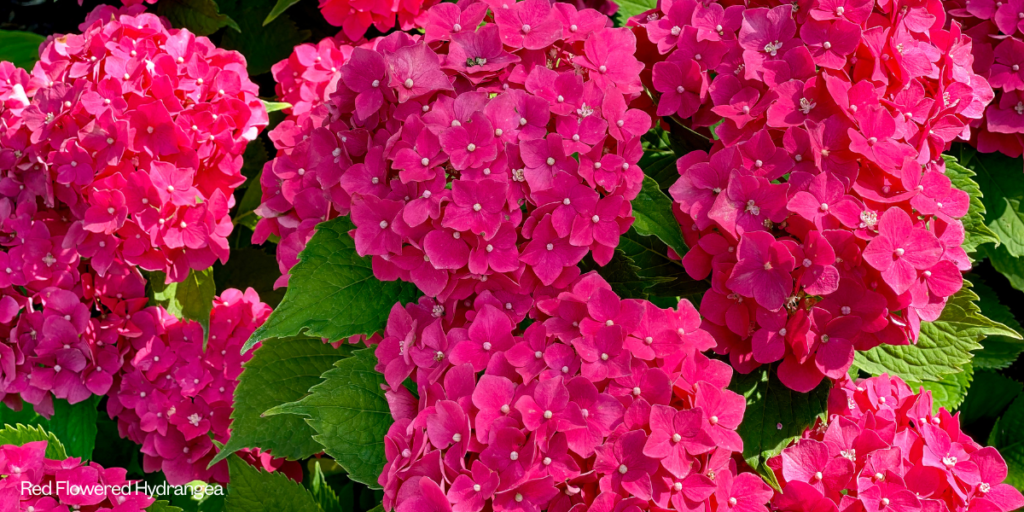 Red Hydrangea Flowers