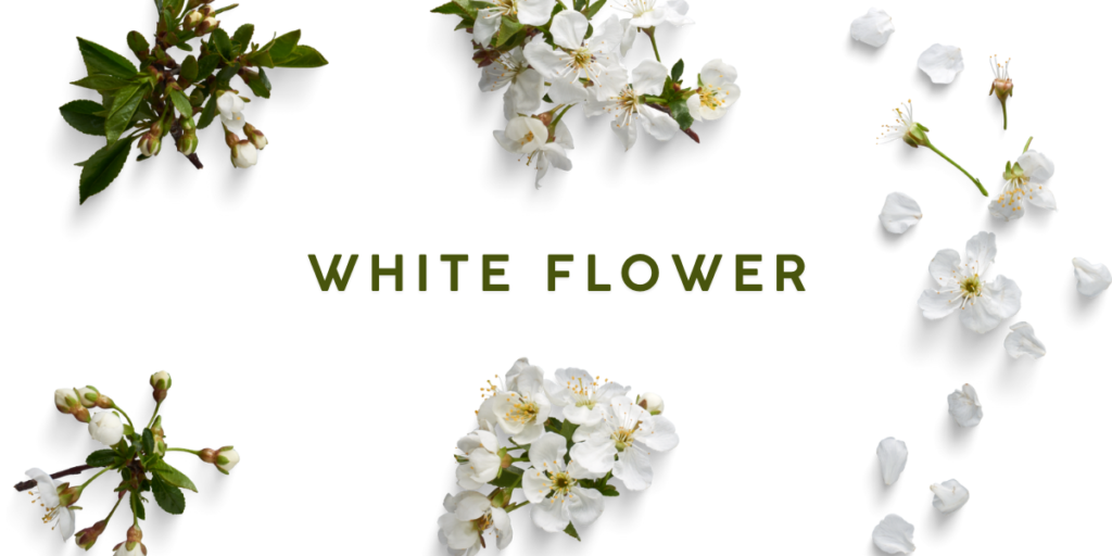 WHITE FLOWER