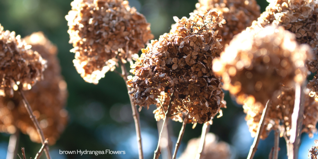 brown Hydrangea Flowers